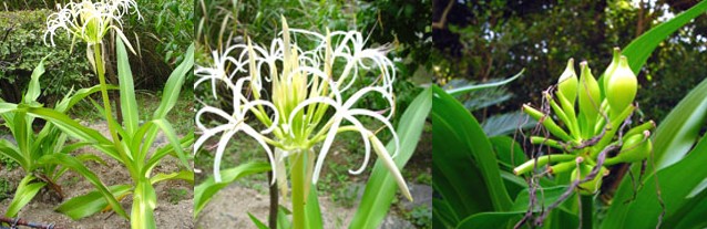 crinum_asiaticum 02.jpg